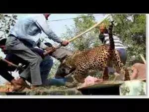 Video: TOP 10 LEOPARDS AND ELEPHANTS ATTACK IN VILLAGE || Leopards, Elephants attack Man